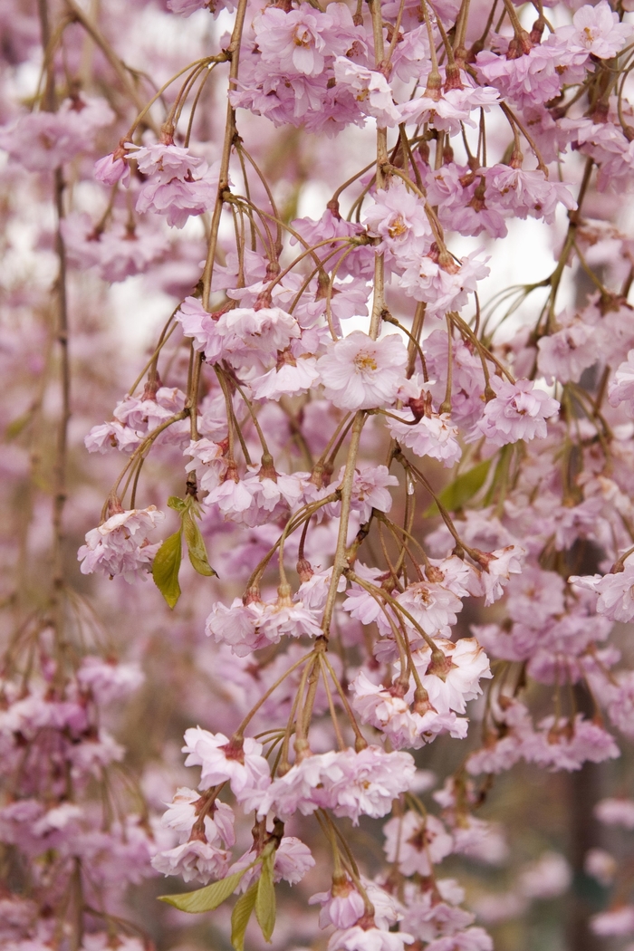 Double Weeping Cherry - Prunus subhirtella ''Pendula Plena Rosea'' from Winding Creek Nursery