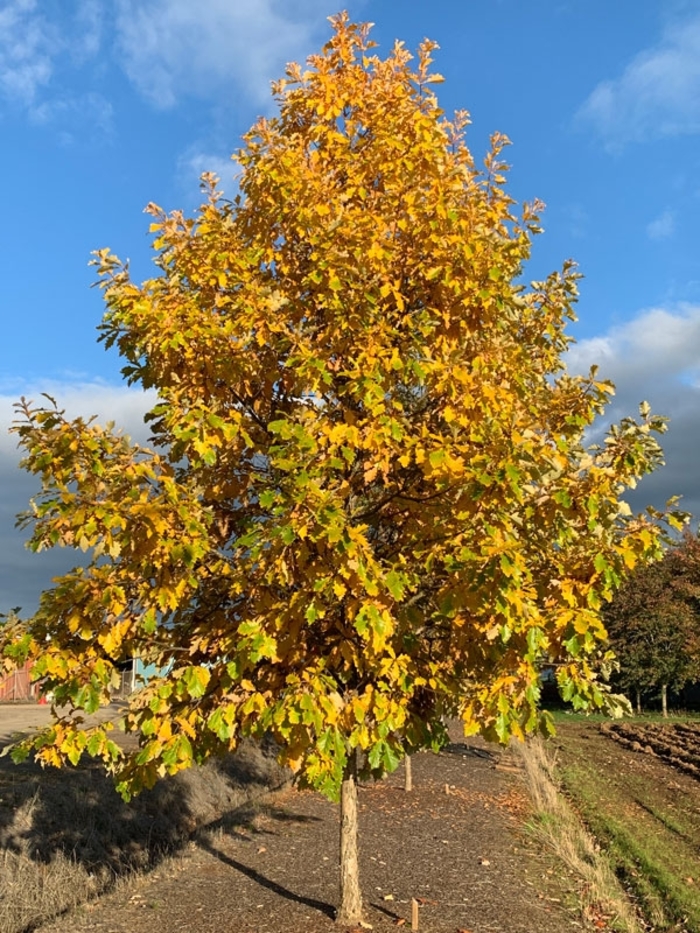 'American Dream®' Oak - Quercus bicolor from Winding Creek Nursery