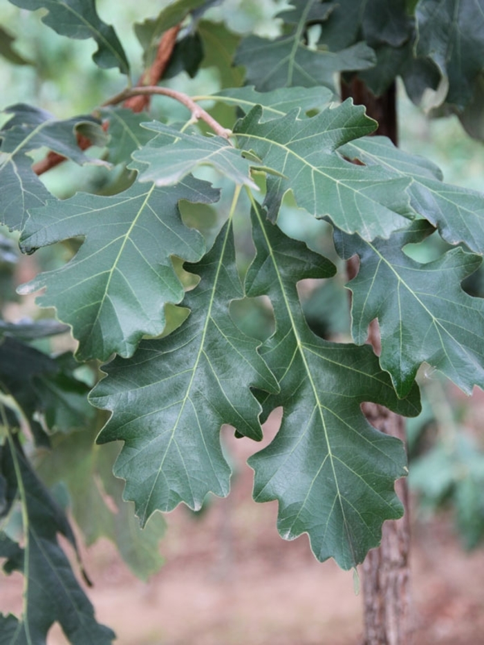 Cobblestone® Oak - Quercus macrocarpa ''JFS-KW14'' from Winding Creek Nursery