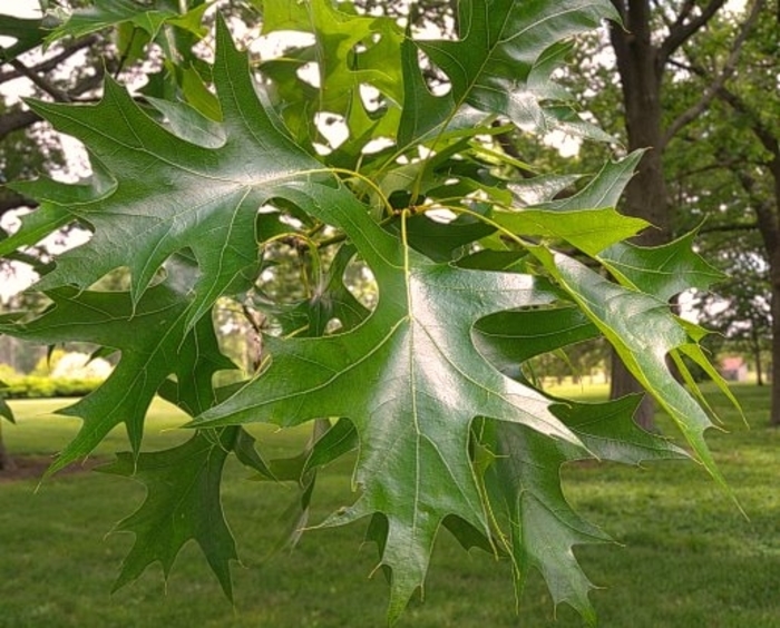 Pin Oak - Quercus palustris from Winding Creek Nursery