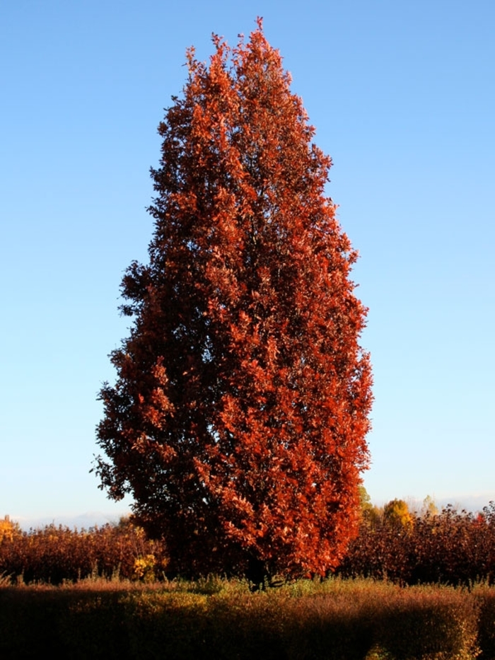 'Crimson Spire™' Oak - Quercus x bimundorum from Winding Creek Nursery