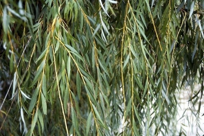 'Niobe' Weeping Willow - Salix alba from Winding Creek Nursery