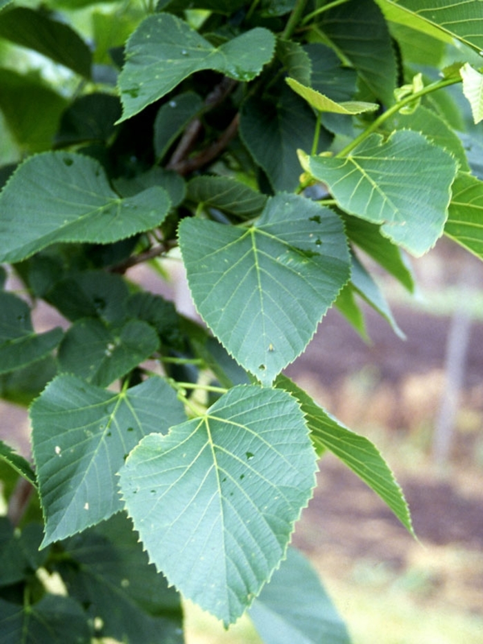 'American Sentry®' Linden - Tilia americana from Winding Creek Nursery