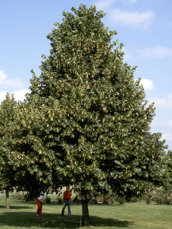 'Redmond' Linden - Tilia americana from Winding Creek Nursery