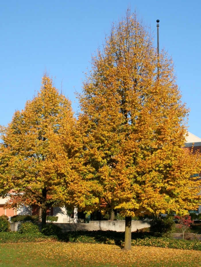 'Greenspire' Littleleaf Linden - Tilia cordata from Winding Creek Nursery