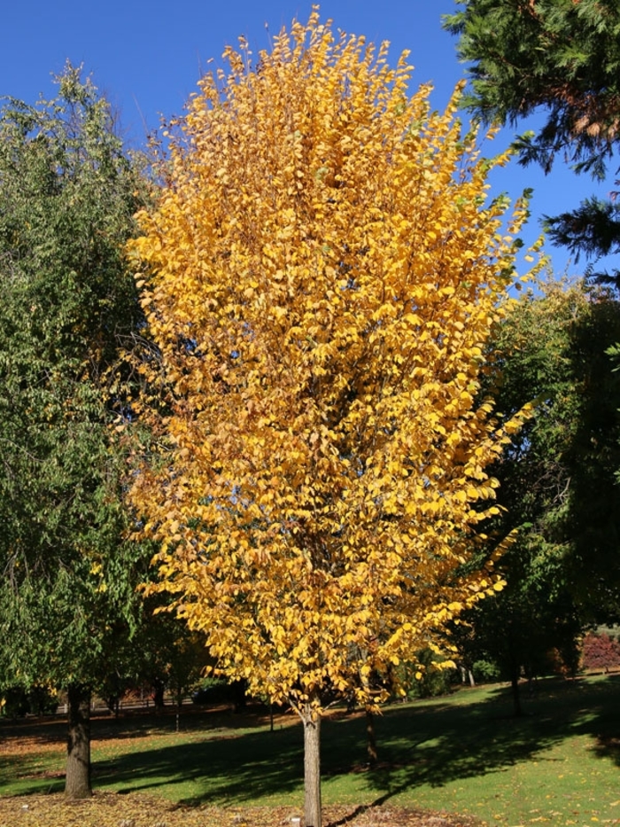 'Princeton' American Elm - Ulmus americana from Winding Creek Nursery