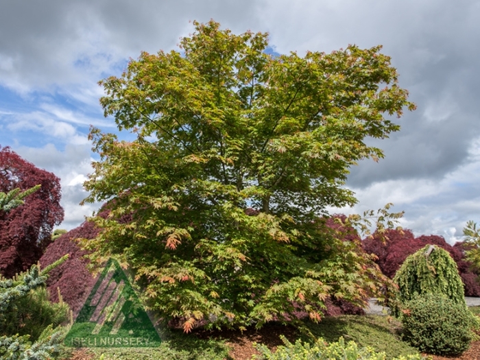 Jack Frost® Arctic Jade® - Acer x pseudosieboldianum (Maple) from Winding Creek Nursery