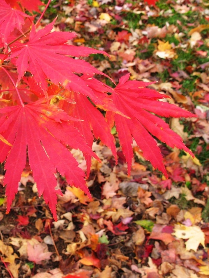 'Northern Glow®' Maple - Acer pseudosieboldianum x palmatum from Winding Creek Nursery