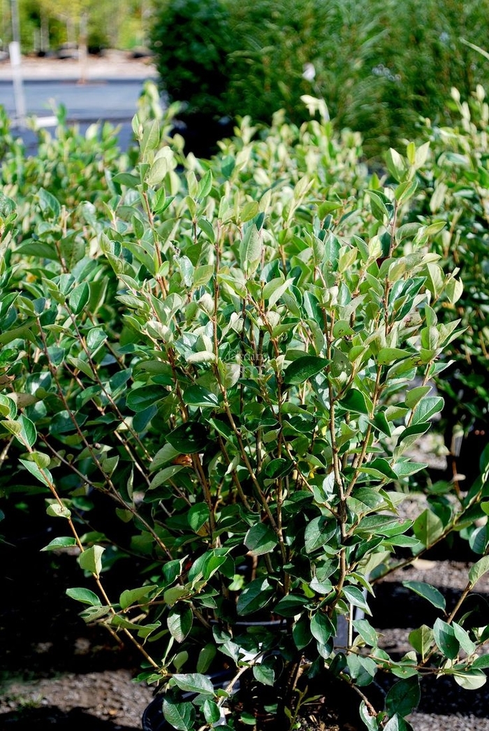 Peking Cotoneaster - Cotoneaster acutifolius from Winding Creek Nursery