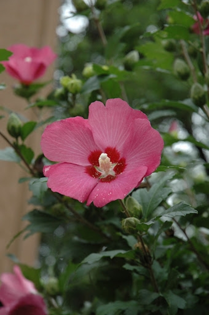 'Woodbridge' Rose of Sharon - Hibiscus syriacus from Winding Creek Nursery