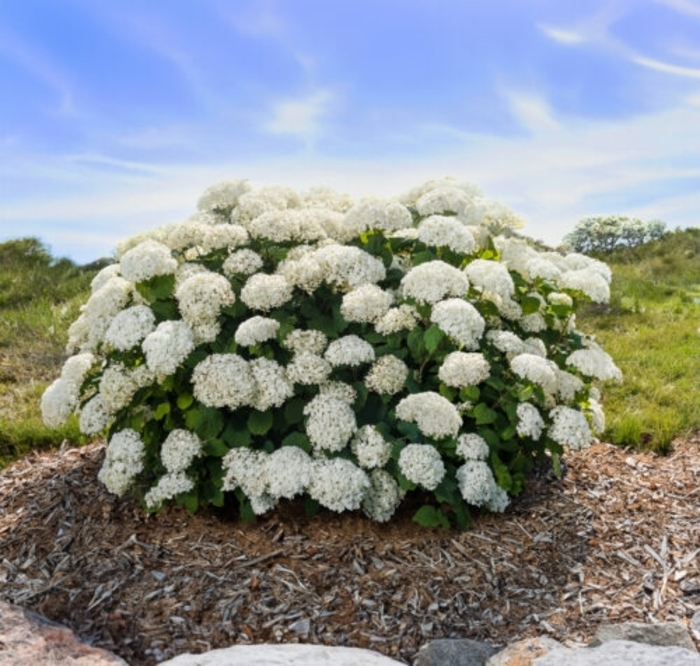 FlowerFull™ Smooth Hydrangea - Hydrangea arborescens from Winding Creek Nursery