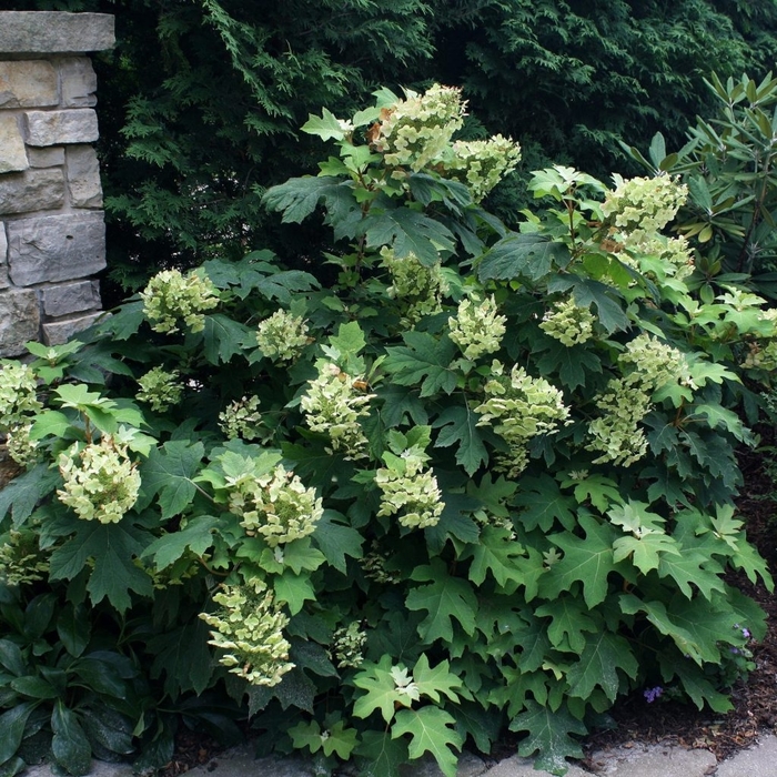 'Pee Wee' Dwarf Oakleaf Hydrangea - Hydrangea quercifolia from Winding Creek Nursery