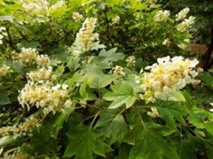 'Sike's Dwarf' Oakleaf Hydrangea - Hydrangea quercifolia from Winding Creek Nursery