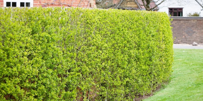 'Cheyenne' Privet - Ligustrum vulgare from Winding Creek Nursery