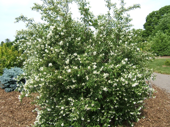 'Blizzard' Mock Orange - Philadelphus lewisii from Winding Creek Nursery