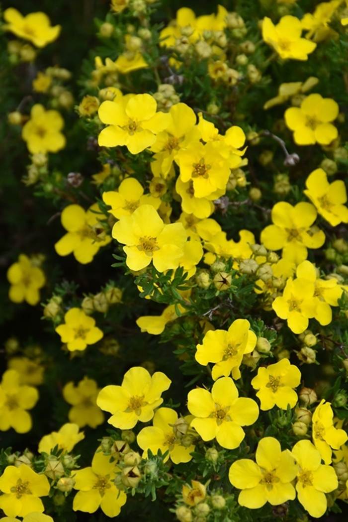 Dakota Sunspot® - Potentilla fruticosa from Winding Creek Nursery