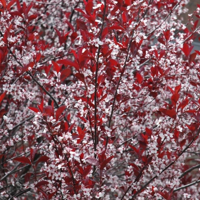 Purpleleaf Sand Cherry - Prunus x cistena from Winding Creek Nursery