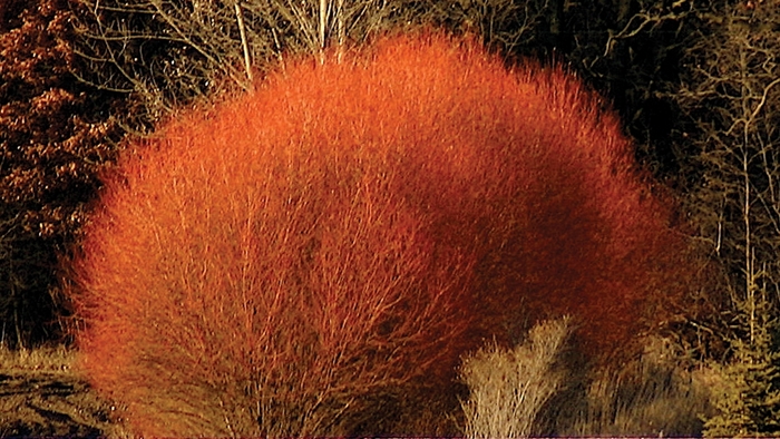 'Flame' Willow - Salix alba from Winding Creek Nursery