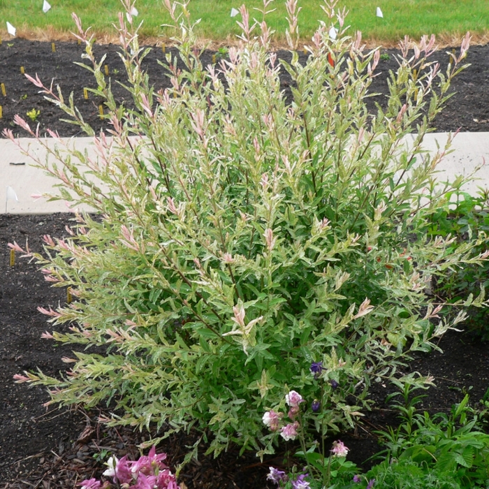 'Flamingo' Flamingo Dappled Willow - Salix integra from Winding Creek Nursery