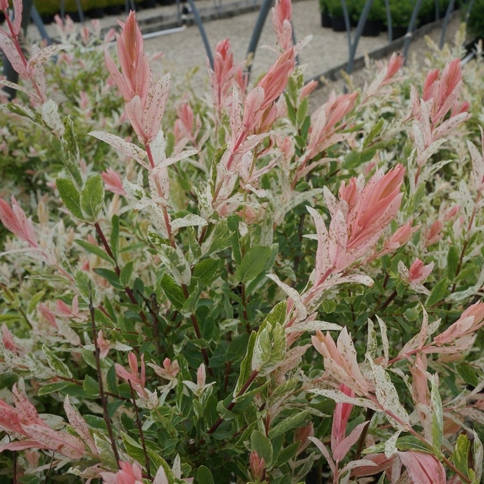 'Hakuro-Nishiki' Dappled Willow - Salix integra from Winding Creek Nursery