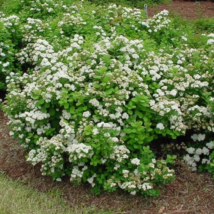 'Tor' Birchleaf Spirea - Spiraea betulifolia from Winding Creek Nursery