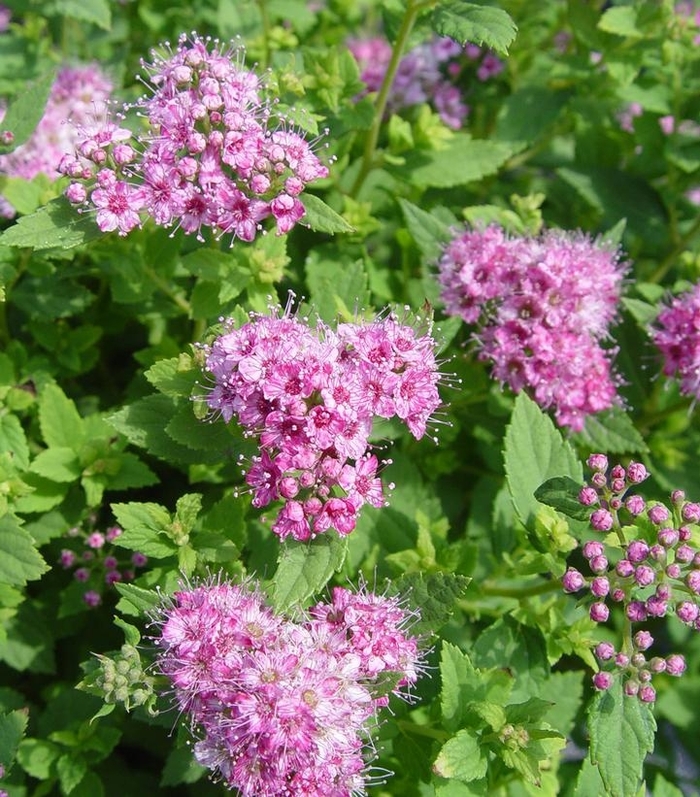 'Little Princess' Spirea - Spiraea japonica from Winding Creek Nursery