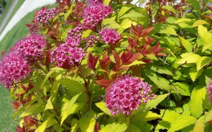 'Magic Carpet' Spirea - Spiraea japonica from Winding Creek Nursery