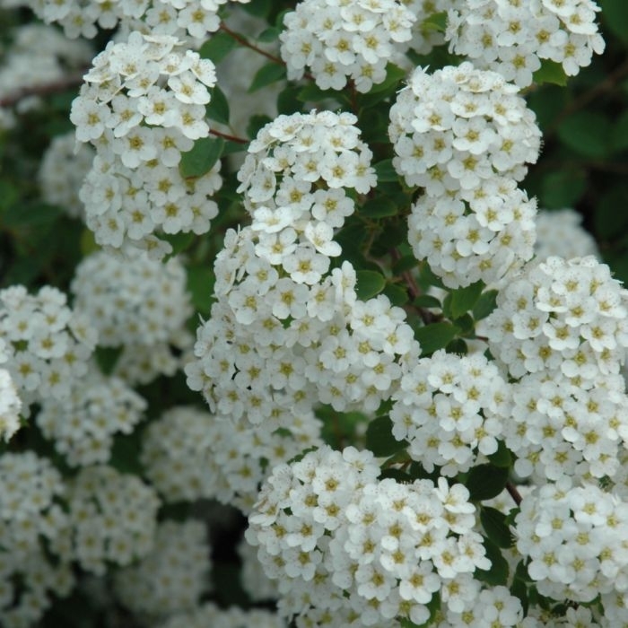 'Renaissance' Spirea - Spiraea x vanhouttei from Winding Creek Nursery