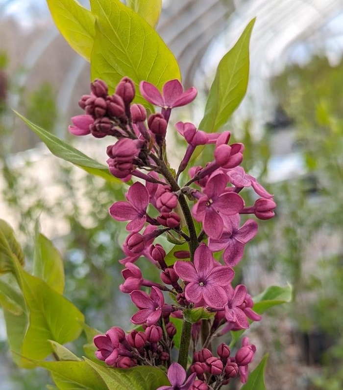 'Declaration' Lilac - Syringa from Winding Creek Nursery