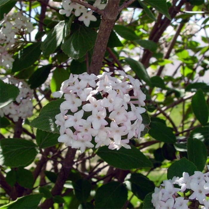 Judd Viburnum - Viburnum x juddii from Winding Creek Nursery