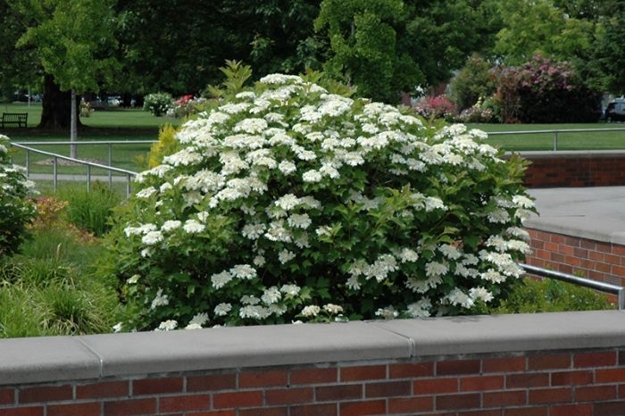 'Bailey Compact' American Cranberry Bush - Viburnum trilobum from Winding Creek Nursery