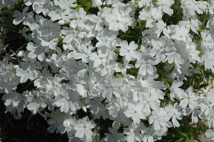 'White Delight' Creeping Phlox - Phlox subulata from Winding Creek Nursery