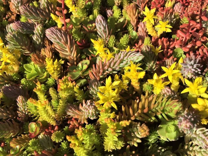 'Flaming Carpet' Stonecrop - Sedum from Winding Creek Nursery