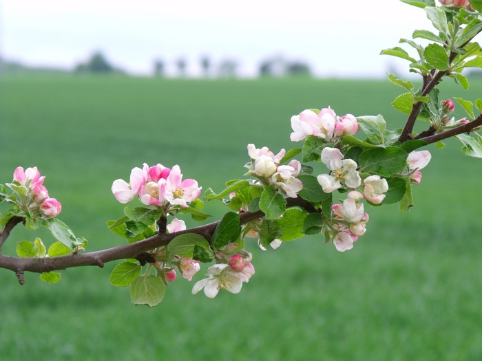 '3-in-1' Apple - Malus from Winding Creek Nursery