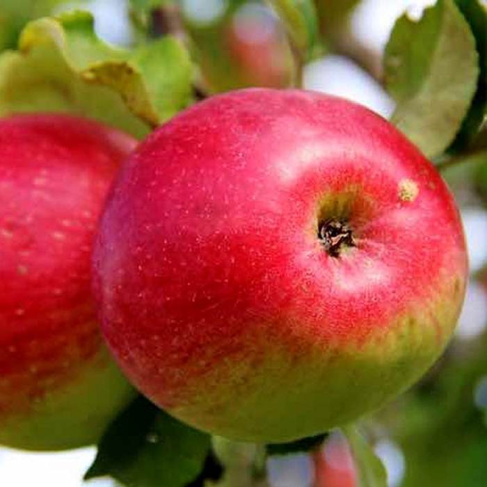 'Wealthy' Apple - Malus from Winding Creek Nursery