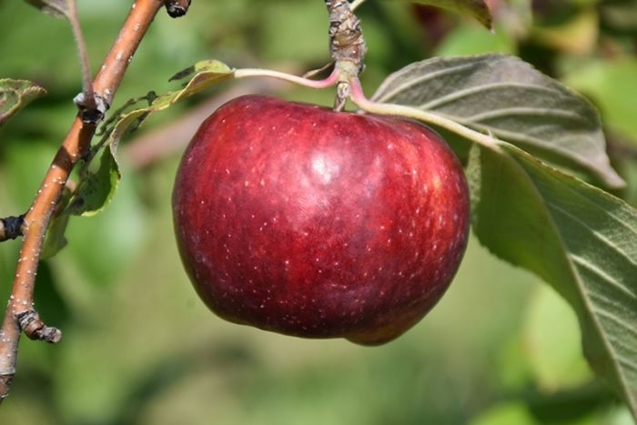 'Frostbite' Apple - Malus domestica from Winding Creek Nursery