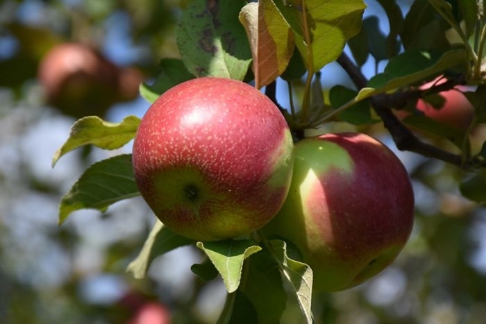 'KinderKrisp' Apple - Malus domestica from Winding Creek Nursery