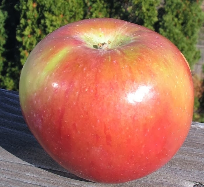 'SnowSweet®' Apple - Malus domestica from Winding Creek Nursery