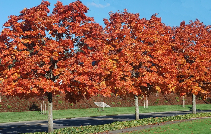 'Deborah' Norway Maple - Acer platanoides from Winding Creek Nursery