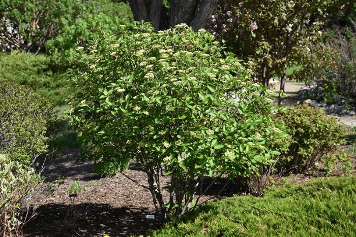 ''Mohican'' Wayfaringtree Viburnum - Viburnum lantana from Winding Creek Nursery