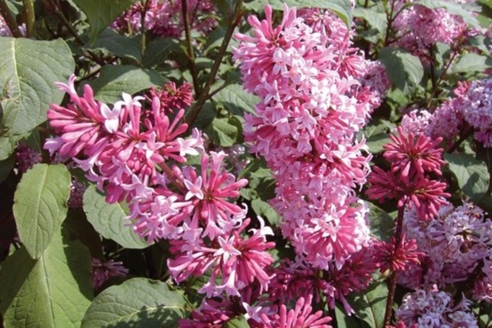 'Miss Canada' Lilac - Syringa x prestoniae from Winding Creek Nursery