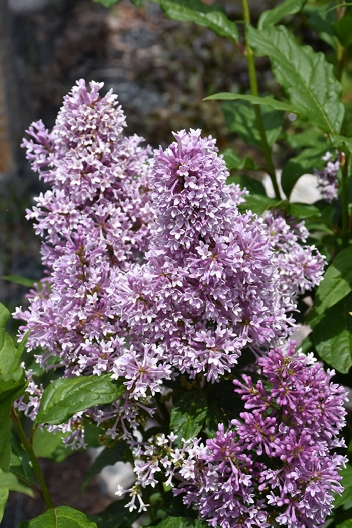 'Donald Wyman' Lilac - Syringa x prestoniae from Winding Creek Nursery