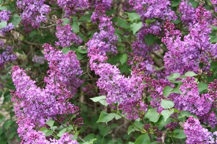 'Pocahontas' Lilac - Syringa x hyacinthiflora from Winding Creek Nursery