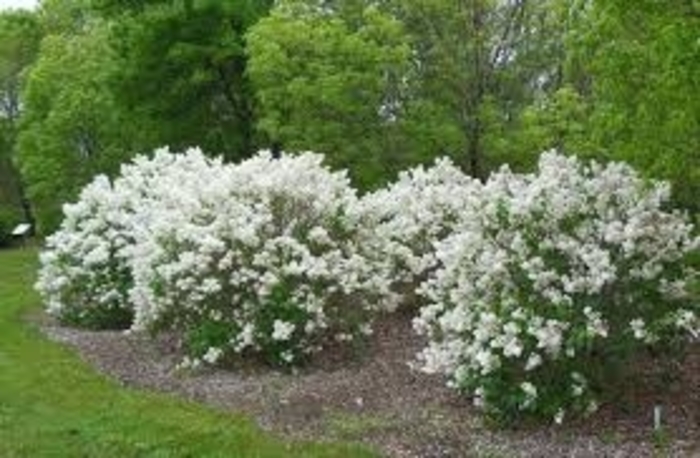 Common White Lilac - Syringa vulgaris alba from Winding Creek Nursery