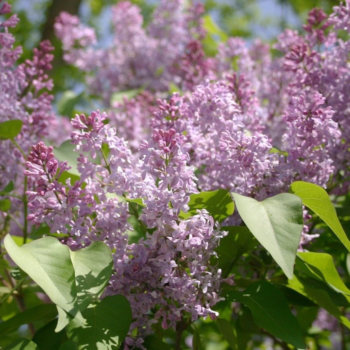 Common Purple Lilac - Syringa vulgaris from Winding Creek Nursery