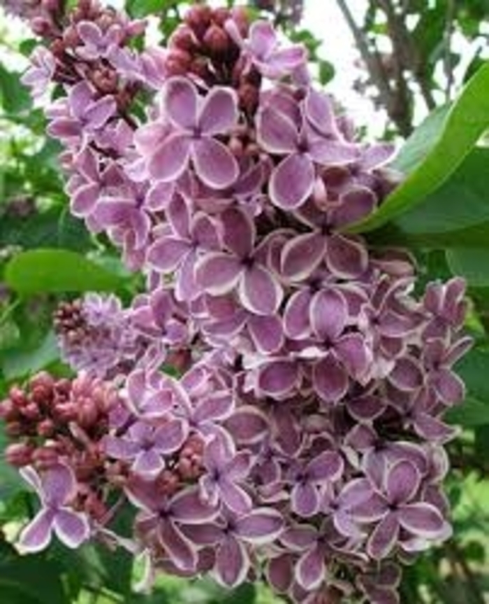 'Sensation' Lilac - Syringa vulgaris from Winding Creek Nursery