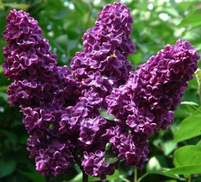 'Monge' Lilac - Syringa vulgaris from Winding Creek Nursery