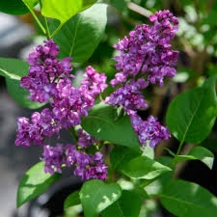 'Charles Joly' Lilac - Syringa vulgaris from Winding Creek Nursery