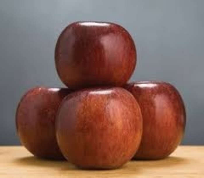 'Winecrisp™' Apple - Malus domestica from Winding Creek Nursery