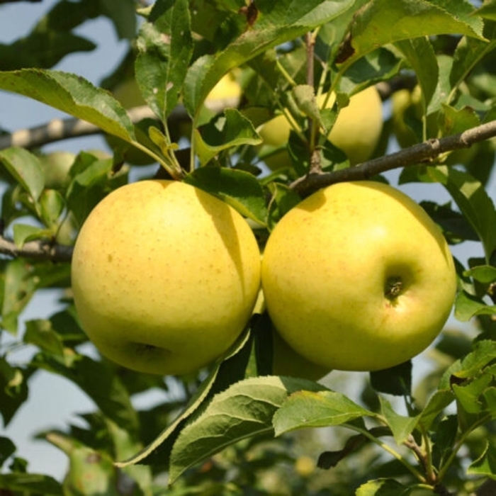 'Honeygold' Apple - Malus pumila from Winding Creek Nursery